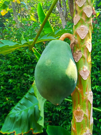 Papaya fruit on the tree in the garden. (Carica papaya)の写真素材