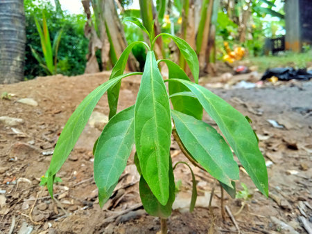 Pepper seedling growing in the garden. (Capsicum annuum)の写真素材