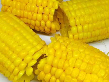 Fresh corn on the cob on a white background. Close up.の写真素材