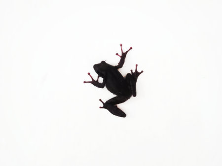 Black frog isolated on white background. Black frog on white background.の写真素材