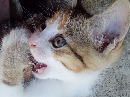 A cat is sleeping with mother cat.の写真素材