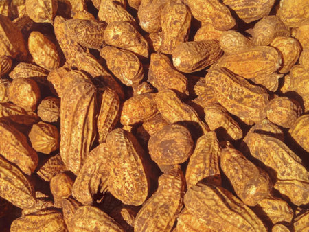 Peanut background. Close up of dried peanuts. Top view.の写真素材