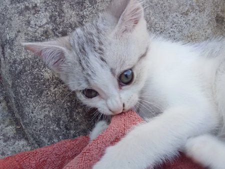 Little white kitten lies on the floor and looking at the camera.の写真素材