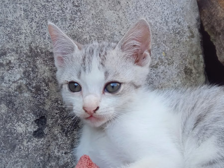 Cute little kitten in the garden. Selective focus point.の写真素材