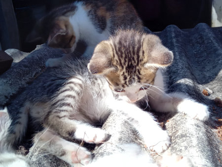 Cats sleeping on the floor in the sun, selective focus.の写真素材