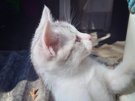 Cute white cat on the window in the gardenの写真素材