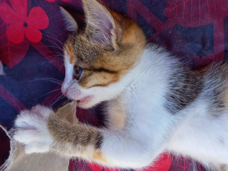 Cute tricolor kitten is lying on the sofa and playing.の写真素材