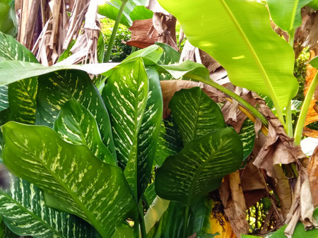 green leaves of Calathea variegata plants in the gardenの写真素材