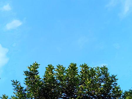Green leaves on blue sky background with copy space for your text.の写真素材