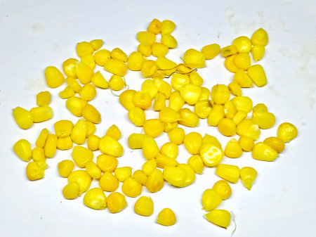 corn on a white background. corn on a white background. corn on a white background.の写真素材