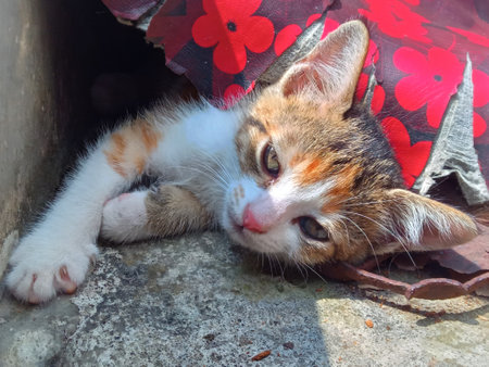 Cute cat sleeping on the floor in the garden.の写真素材