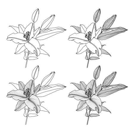 Realistic line drawings of lily with leaves and buds, black graphics on white background, modern Digital Art. Four lily flowers with different linear shading. Elements for design.のイラスト素材