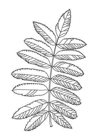 Linear graphic picture rowan leaves with veins isolated on a white background. Vector illustration. Element for design in line art style.のイラスト素材