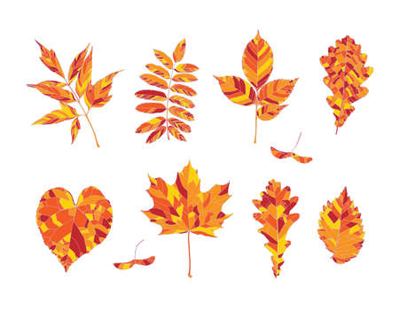 Set of hand drawn orange, red and yellow autumn leaves - maple, maple seeds, ash-leaved maple, rowan, ash, oak, linden, elm, isolated on white background. Vector illustrationのイラスト素材