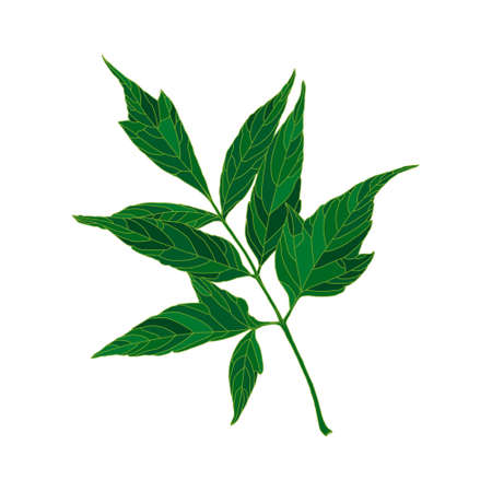 Green silhouette ash-leaved maple tree leaf isolated on white background. Design element for decorating.のイラスト素材