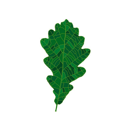 Green silhouette oak leaf isolated on white background. Design element for decorating.