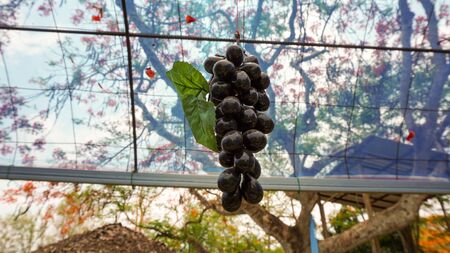 Purple grapes hanging from a branch. Bunch of juicy grapes in the vineyard.の写真素材