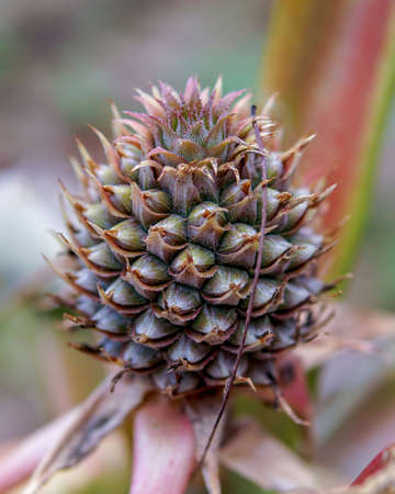 Pine cone like fruit, flower or plant blossoming in the gardenの写真素材