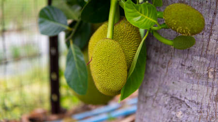 Ripe Jack fruit or Kanun hanging from a branch of a tree. Close up of jackfruit in the garden.の写真素材