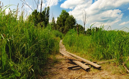The path is covered with boards to pass between the tall grass on the riverbank. Rural summer landscape, Irpin, Ukraine.の写真素材