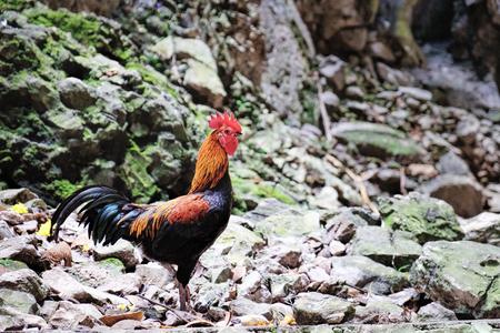Black cock with red crest and neck standing in a pose of waiting among the stones of Batu Caves,...