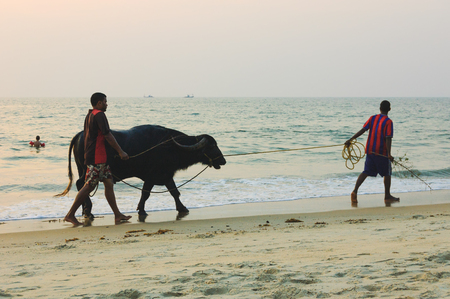 Goa, India - November 22, 2012: Indian men and bull walking along the Cavelossim Beach at sunset, South Goa, India.のeditorial素材