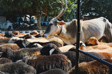 Hampi, India - November 19, 2012: A herd of sheep and cows moves along the narrow streets of Hampi...