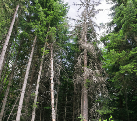 Tall pine trunks in the pine forest of Rila mountain, Bulgaria