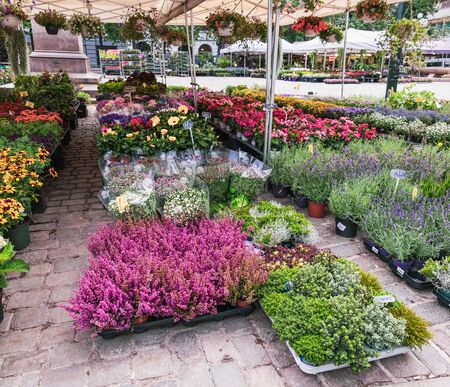 Oslo, Norway - August 3, 2018: Colorful of flower blooming on display for sale at flower shop in Stortorvet Farmer Market, Oslo, Norwayのeditorial素材