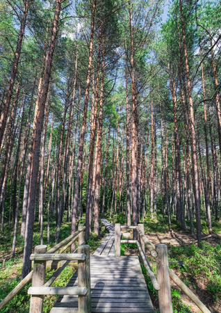 Beautiful walking wooden path in the middle of the forest of Kemeri National Park, Latviaの写真素材