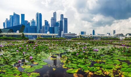 Singapore Skyline near Marina Bay and pond with lilies in the foreground, central business district...