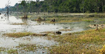 Beautiful lake with with trees and water plants near Neak Pean Temple in Angkor Complex, Siem Reap,...