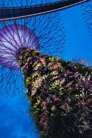 Singapore, Singapore - January 17, 2018: Supertree in Gardens by the Bay during the night light show, Singapore. Bottom diagonal viewのeditorial素材
