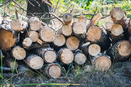 Pile of pine wood logs, wooden trunk tree stack, industrial lumber firewood lying down on ground in forest. Deforestation, destroyed environment in Ukraineの写真素材