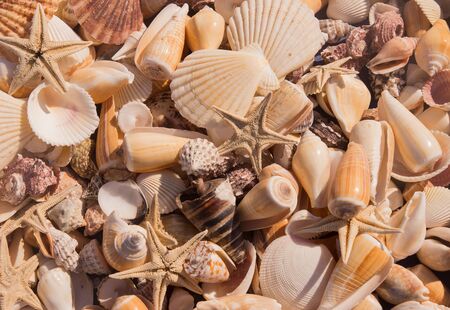 Shells