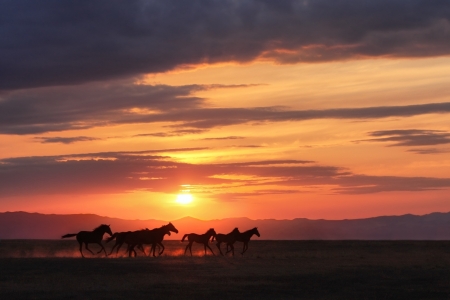 Running horses in the sunset steppeの写真素材