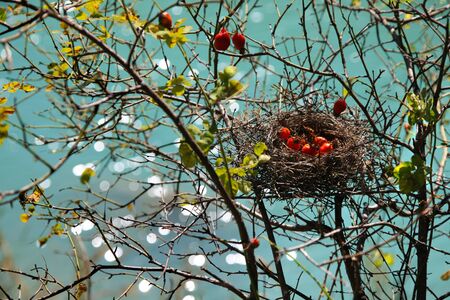 Fruits of wild rose in an autumn nest on background waterの写真素材