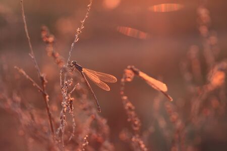 Dragonfly sits on a stalk in sunset light
