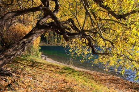 Autumn tree and bench on the coast of the mountain lake Kolsai, Kazakhstanの写真素材