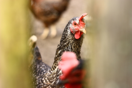 Black chicken behind wooden fence, detailの写真素材