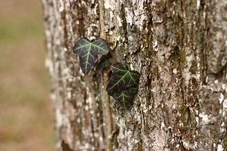 Detail on Hedera helix on a tree barkの写真素材