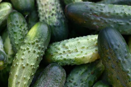 Fresh picklec home grown organic cucumbersの写真素材