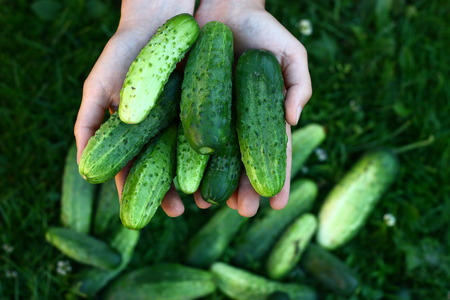 Holding home grown organic green cucumbersの写真素材