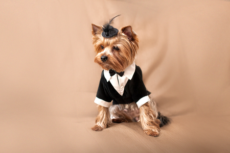 Yorkshire terrier dog in a tuxedoの写真素材