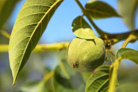 Green fruit of a walnutの写真素材