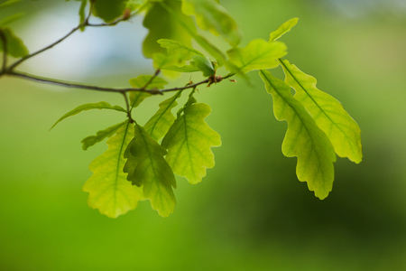 green oak leavesの写真素材
