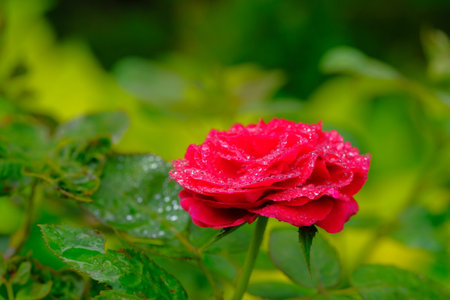 Red rose with water droplets on it. Beautiful. Natural.の写真素材