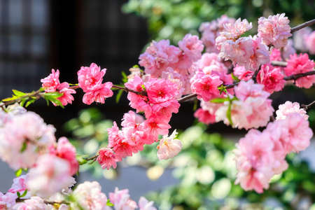 Yaezakura cherry blossoms at Roksynno Shrine, Kyoto
