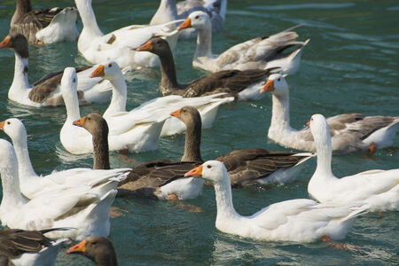 Flock of Gooseの写真素材
