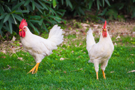 White chickens walking on green fieldの写真素材